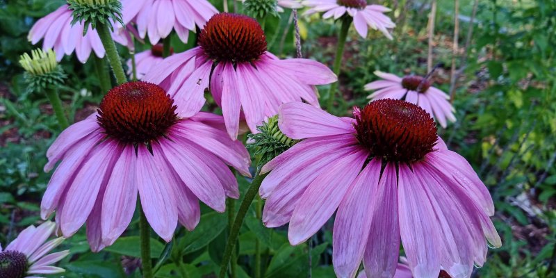 Echinacea purpurea 'Magnus'